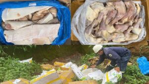 Gia Lai tiêu hủy gần một tấn thịt heo, đùi gà bốc mùi